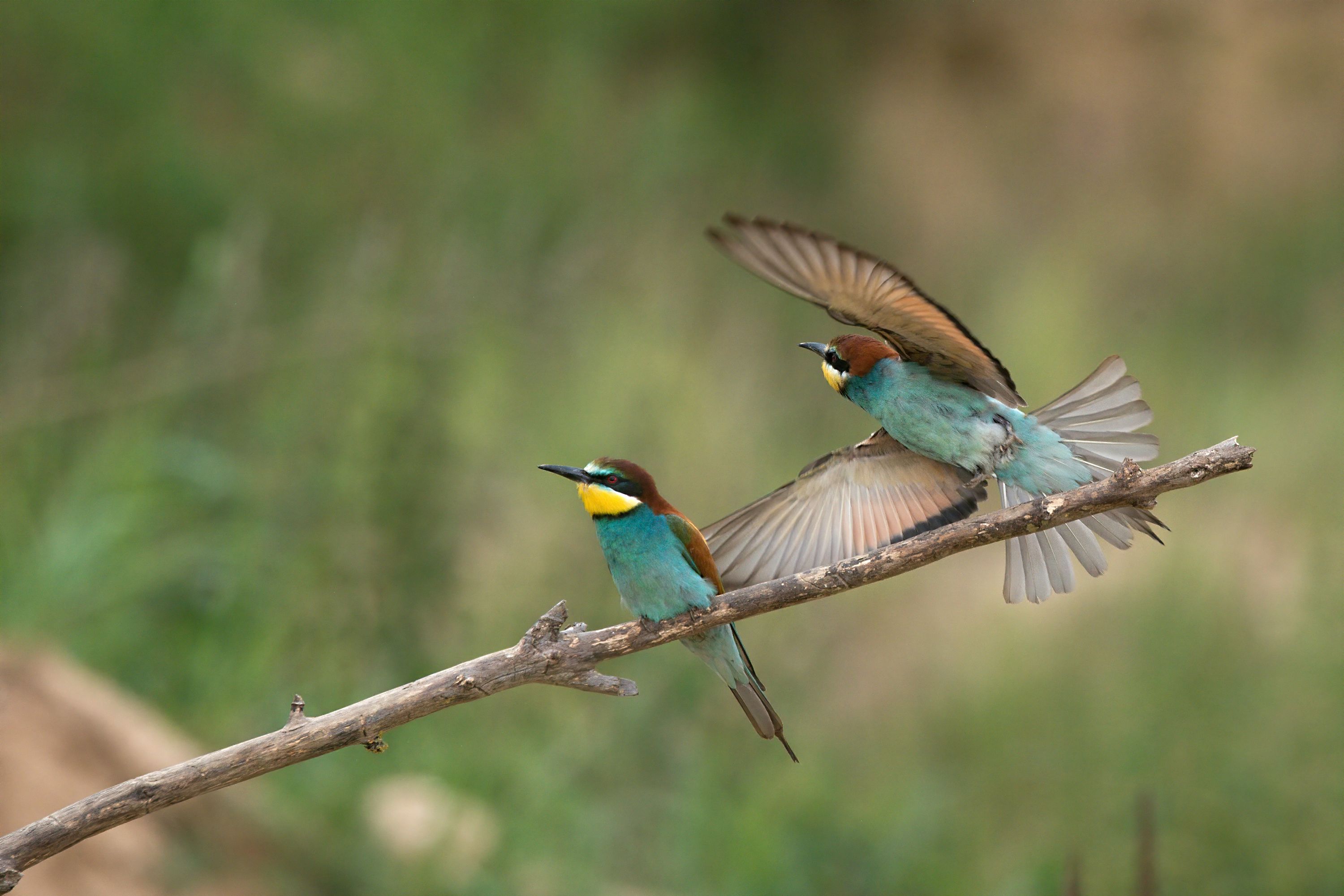 Vlha pestrá (Merops apiaster).21